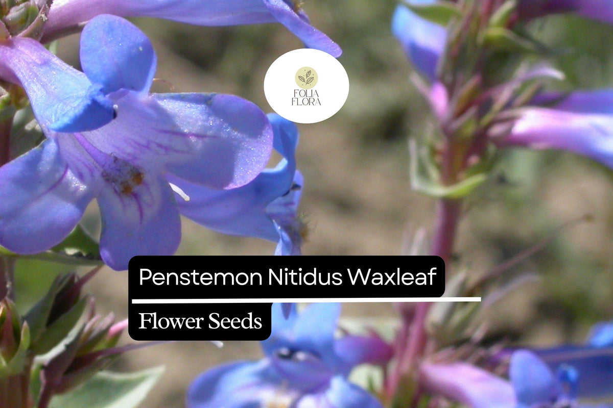 100mg Penstemon Nitidus Seeds, Waxleaf Penstemon, Drought-Tolerant Native Wildflower