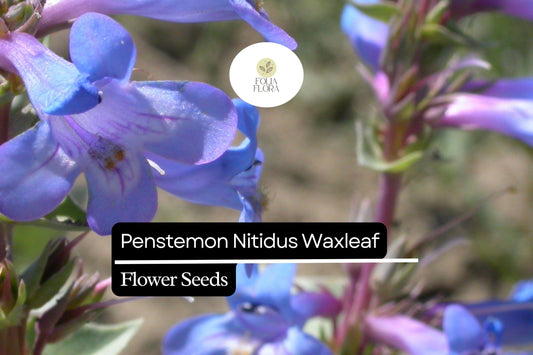100mg Penstemon Nitidus Seeds, Waxleaf Penstemon, Drought-Tolerant Native Wildflower
