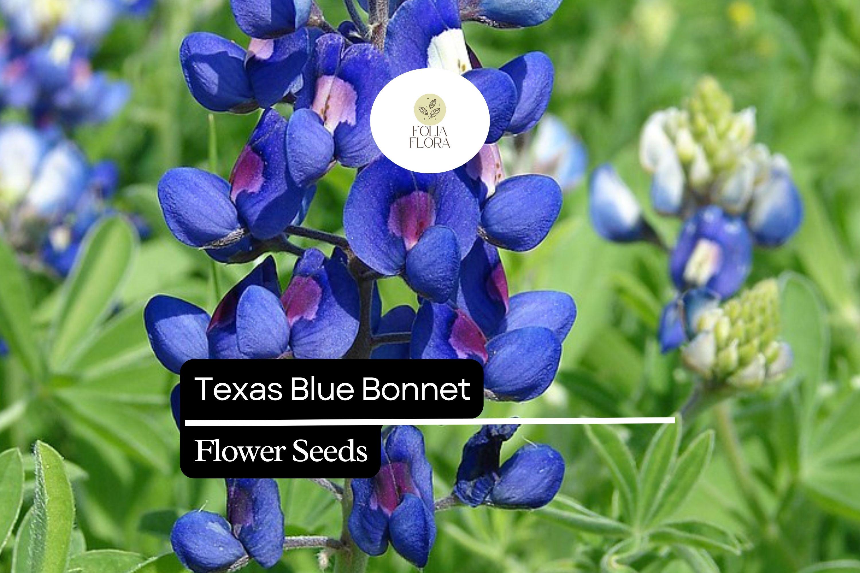 1g Texas Bluebonnet Seeds, Lupinus texensis, Iconic Blue Wildflower for Gardens & Meadows