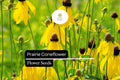 100mg Prairie Coneflower Seeds - Ratibida columnifera, Vibrant Wildflower for Pollinator Gardens