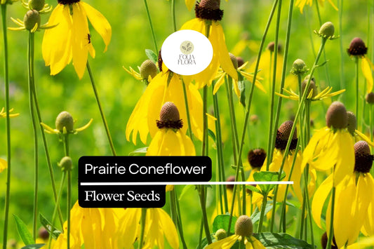 100mg Prairie Coneflower Seeds - Ratibida columnifera, Vibrant Wildflower for Pollinator Gardens