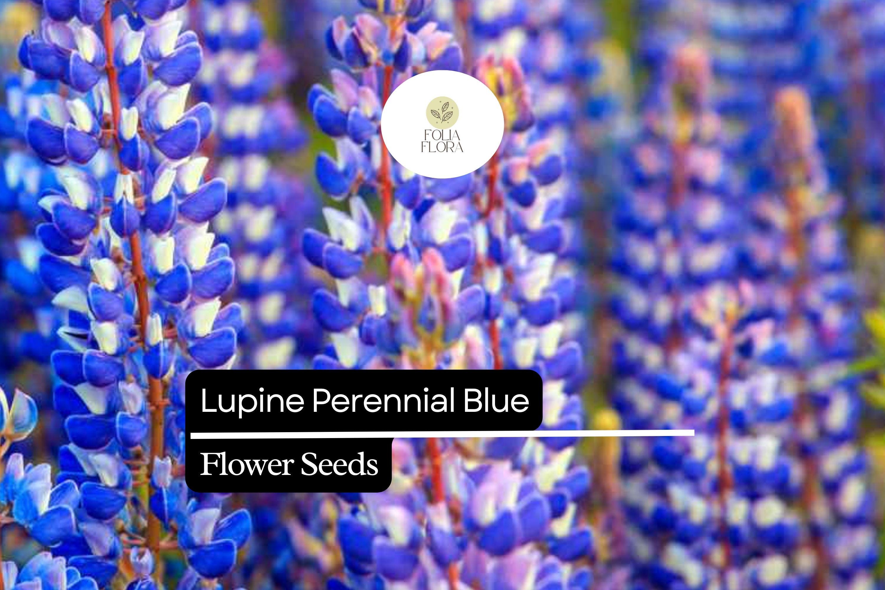 500mg Perennial Blue Lupine Seeds - Lupinus polyphyllus, Hardy Pollinator-Friendly Wildflower