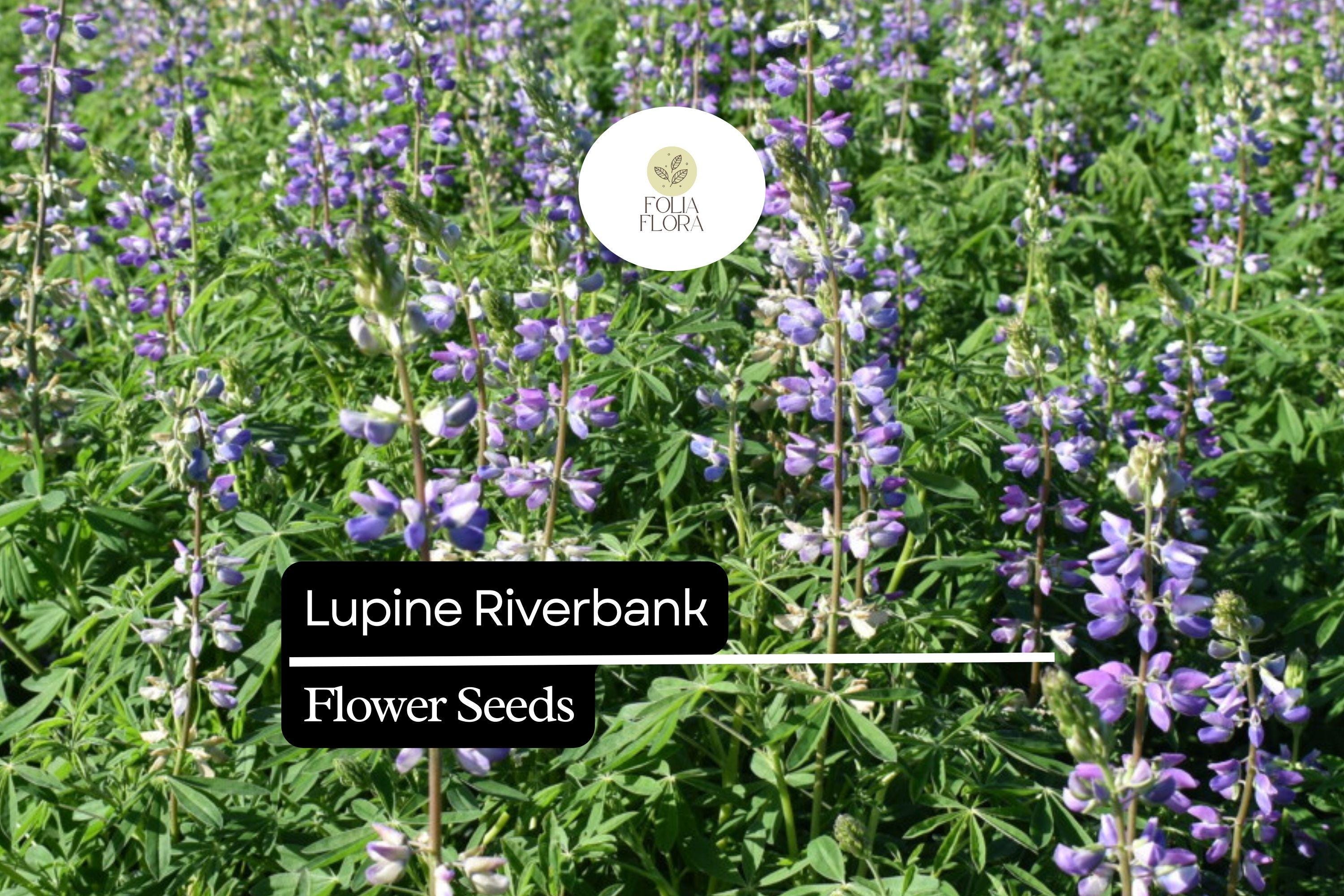 500mg Lupine Riverbank Seeds (Lupinus rivularis) - Perennial Pollinator Flower for Cottage Gardens