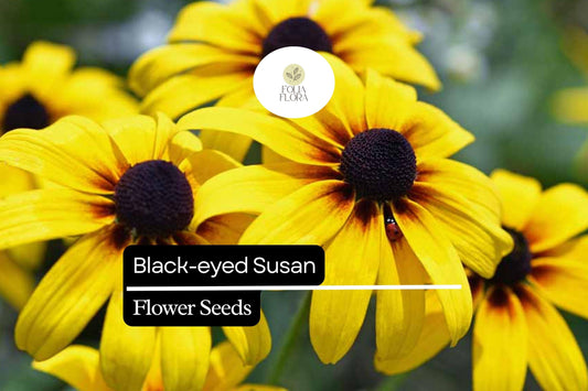 100mg Black-eyed Susan Seeds, Rudbeckia hirta, Hardy Perennial with Vibrant Yellow Blooms
