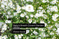 Baby's Breath Covent Garden White Seeds â€“ Elegant Bouquet Filler