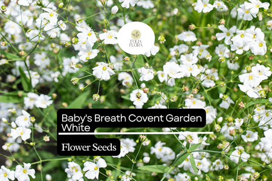 Baby's Breath Covent Garden White Seeds â€“ Elegant Bouquet Filler
