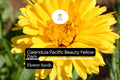 300mg Calendula Pacific Beauty Yellow Dark Seeds, Calendula officinalis, Golden Edible Blooms