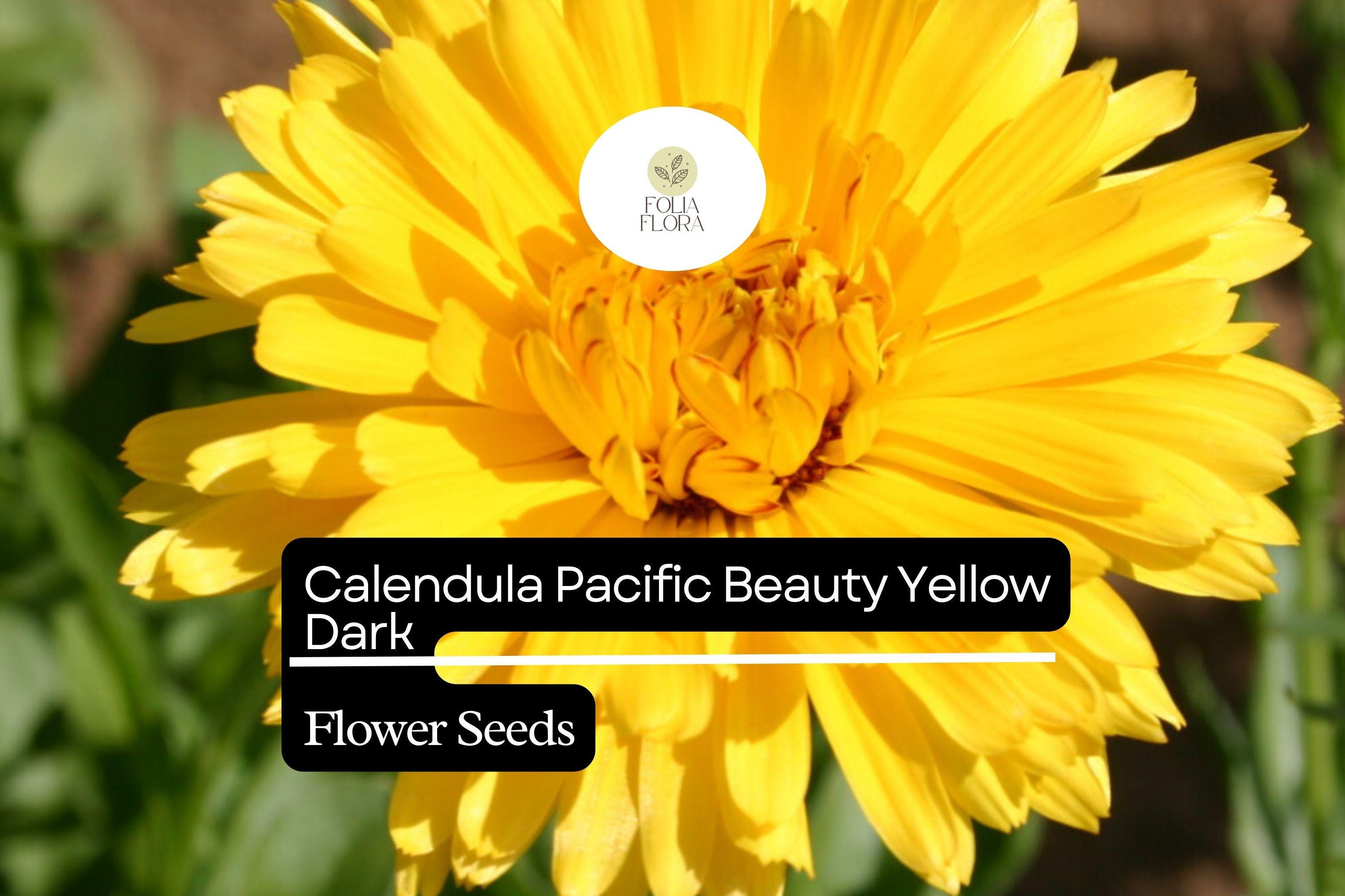 300mg Calendula Pacific Beauty Yellow Dark Seeds, Calendula officinalis, Golden Edible Blooms