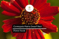 Dwarf Red Coreopsis Seeds | Wildflower Plains Annual | Coreopsis tinctoria for Borders, Containers & Meadows