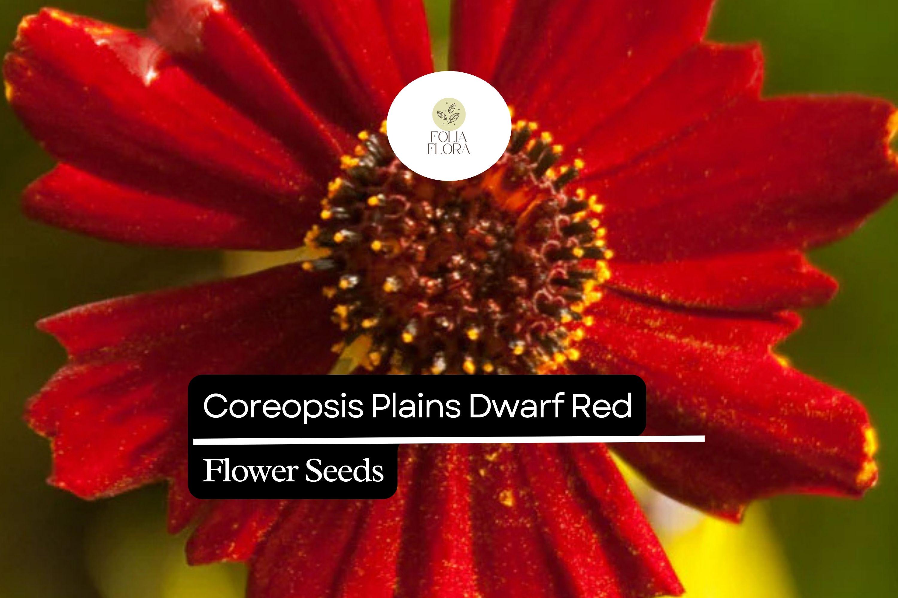 Dwarf Red Coreopsis Seeds | Wildflower Plains Annual | Coreopsis tinctoria for Borders, Containers & Meadows