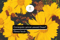100mg Coreopsis Lance Leaved Dwarf Seeds, Coreopsis lanceolata, Compact Yellow Wildflower Blooms