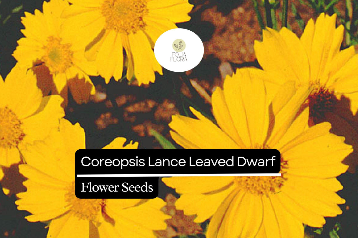 100mg Coreopsis Lance Leaved Dwarf Seeds, Coreopsis lanceolata, Compact Yellow Wildflower Blooms