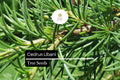 5 Seeds Cedrus libani â€“ Cedar of Lebanon, Majestic Evergreen Tree for Landscaping