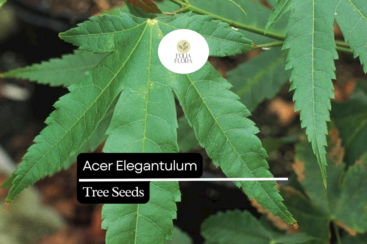 10 Seeds Acer elegantulum â€“ Elegant Maple Tree, Rare Ornamental Shade Tree