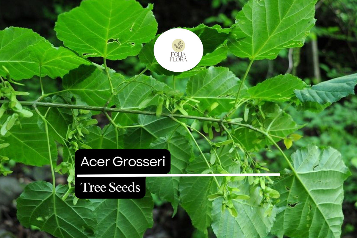 10 Seeds Acer grosseri â€“ Snakebark Maple, Rare Ornamental Shade Tree with Striking Bark