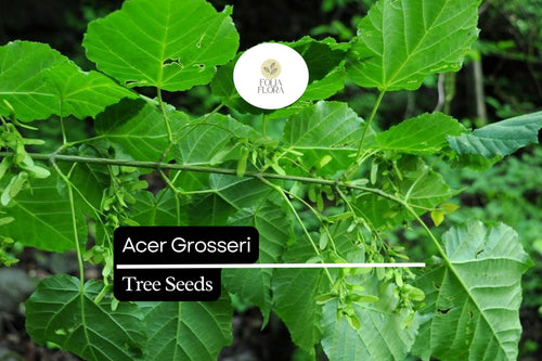 10 Seeds Acer grosseri â€“ Snakebark Maple, Rare Ornamental Shade Tree with Striking Bark