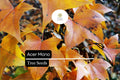 Acer Mono Seeds, Painted Maple Tree, Vibrant Fall Foliage