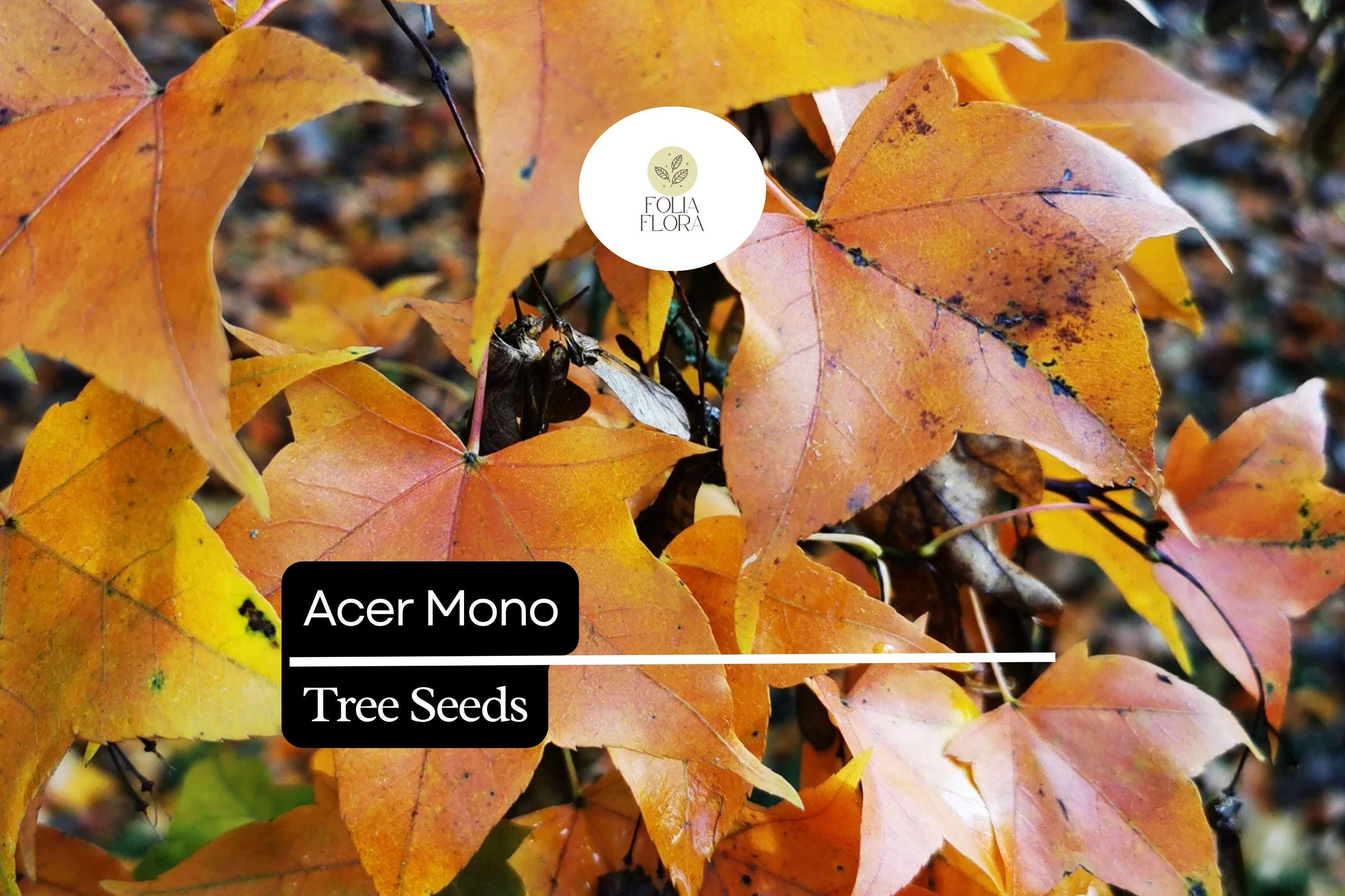 Acer Mono Seeds, Painted Maple Tree, Vibrant Fall Foliage