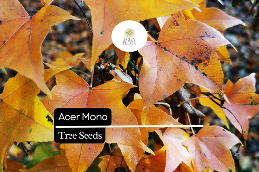 Acer Mono Seeds, Painted Maple Tree, Vibrant Fall Foliage