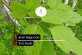 10 Seeds Acer negundo â€“ Boxelder Maple, Fast-Growing Shade Tree with Unique Foliage