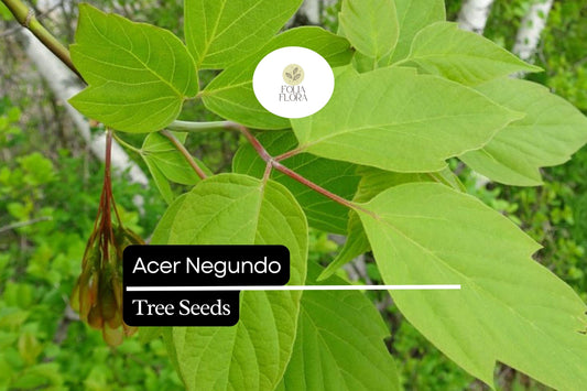 10 Seeds Acer negundo â€“ Boxelder Maple, Fast-Growing Shade Tree with Unique Foliage