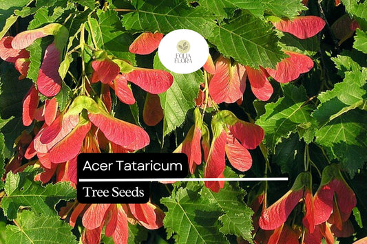 10 Seeds Acer Tataricum, Tatarian Maple Tree, Hardy Deciduous Ornamental Shade Tree