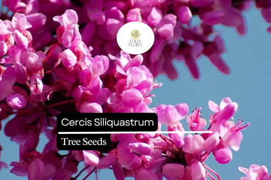 10 Seeds Cercis Siliquastrum, Judas Tree, Ornamental Deciduous Tree with Pink Spring Blossoms
