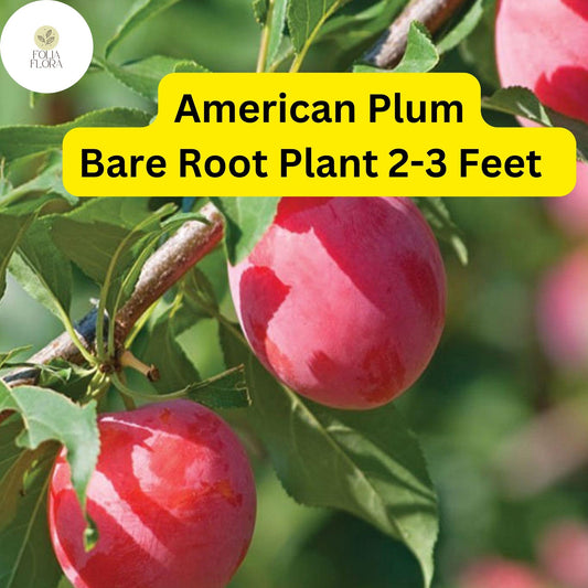 American Plum Tree Bare Root Plant – Edible Tart Fruit, White Blossoms, Prunus americana, 2-3 ft