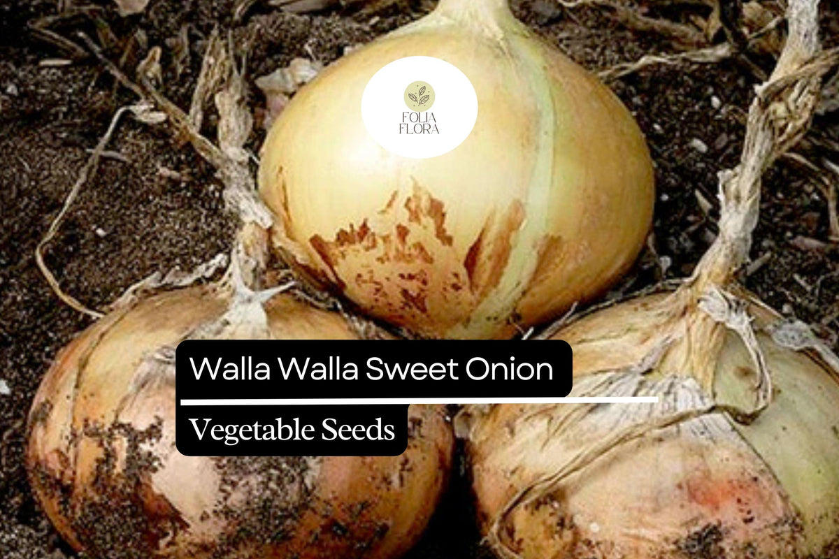 100 Seeds Walla Walla Sweet Onion Allium cepa - Large Mild Bulbs for Garden, Salad, Grilling, Culinary