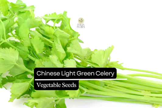 Chinese Light Green Celery Seeds - Heirloom Apium graveolens for Crisp, Mild Stalks, Salad, Soup & Stir-fry