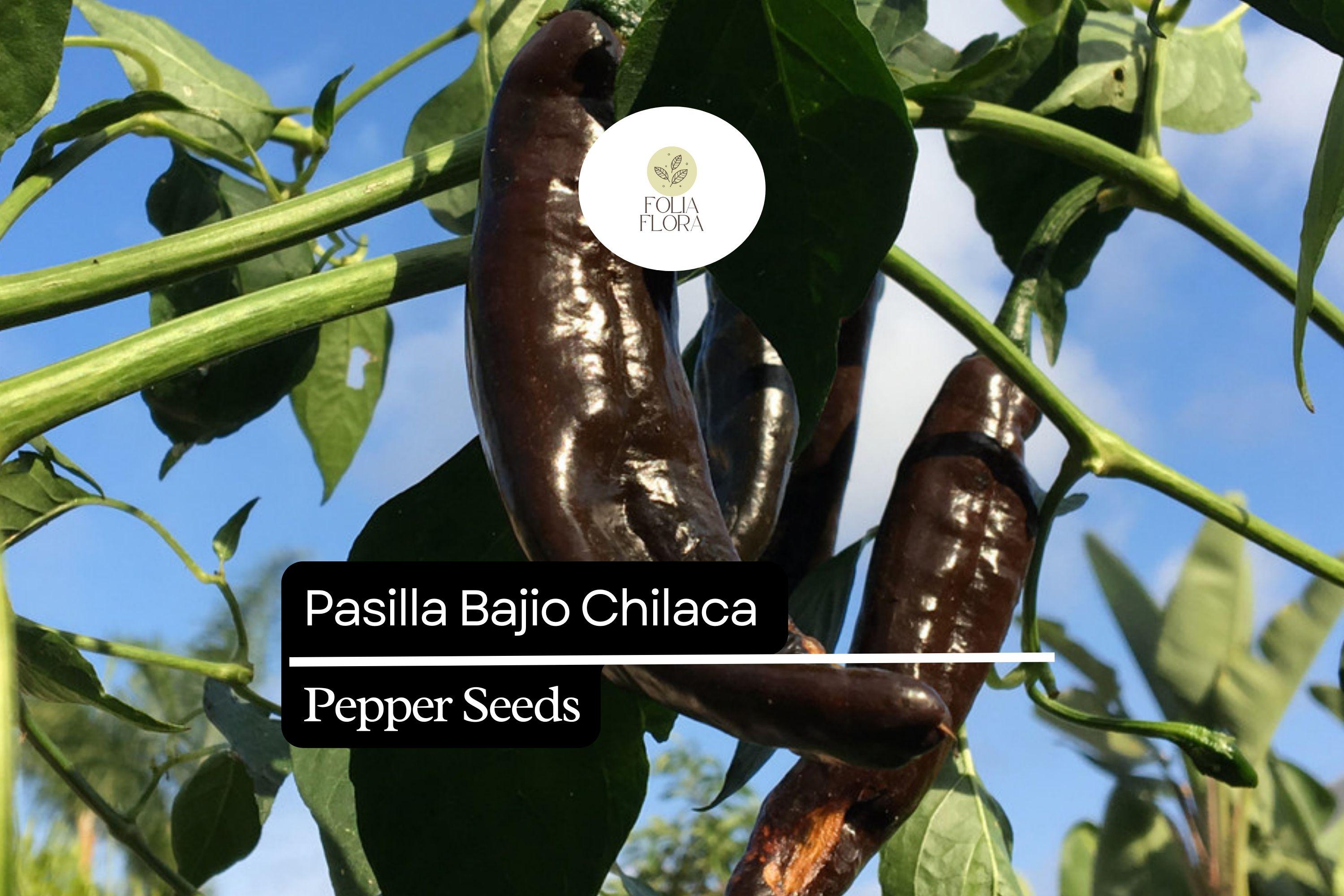 25 Seeds Pasilla Bajio Chilaca Pepper â€“ Capsicum annuum, Mild & Smoky Mexican Chile