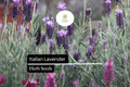 50 Seeds Italian Lavender â€“ Lavandula stoechas, Fragrant Purple Herb