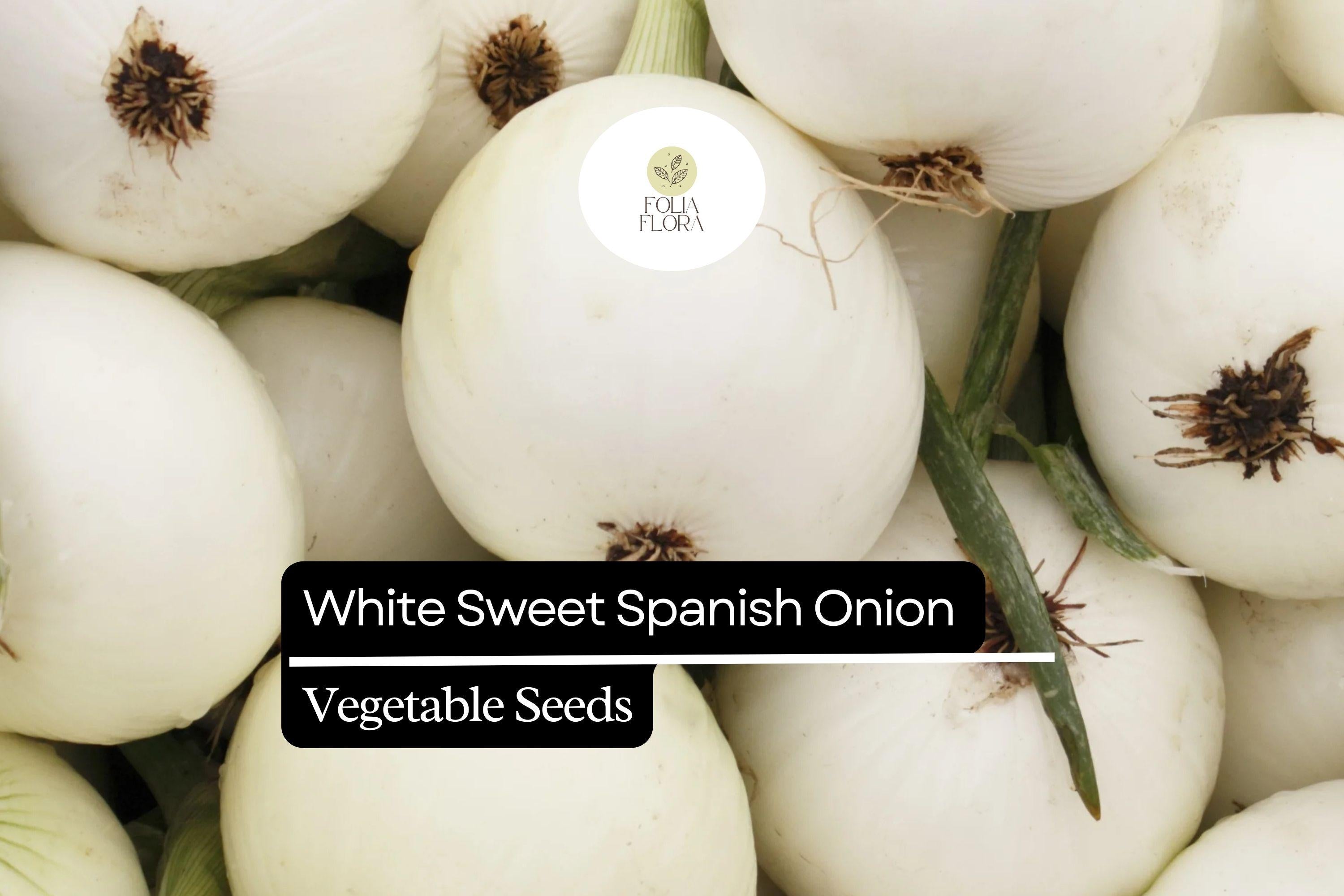 200 Seeds White Sweet Spanish Onion, Allium Cepa, Large Mild Bulbs for Cooking