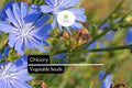 300 Seeds Chicory â€“ Cichorium intybus, Heirloom Vegetable & Coffee Substitute