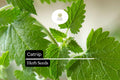 2000 Seeds Catnip, Nepeta Cataria, Aromatic Herb for Cats and Gardens