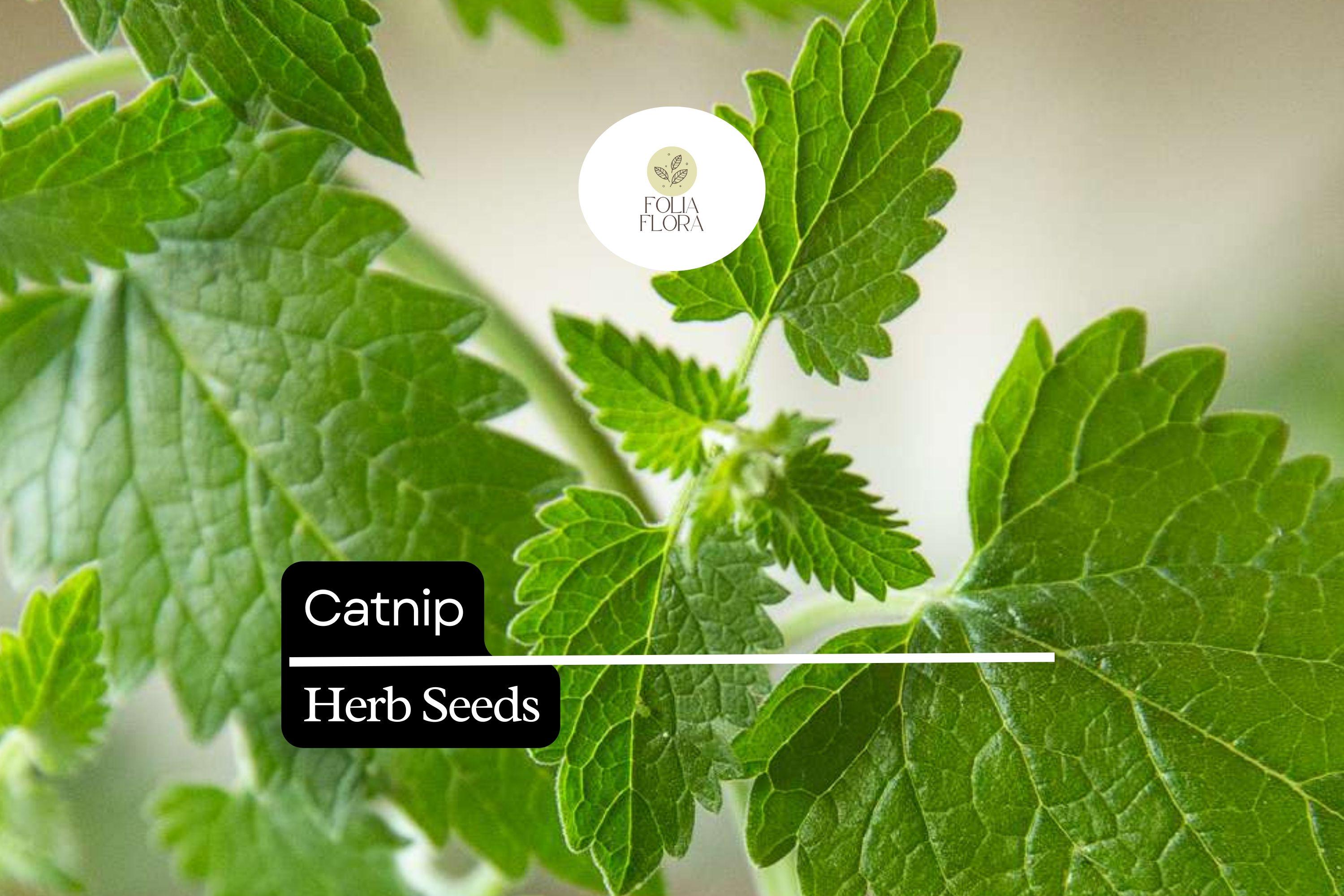 2000 Seeds Catnip, Nepeta Cataria, Aromatic Herb for Cats and Gardens