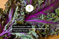 250 Seeds Red Russian Kale â€“ Brassica napus, Heirloom Leafy Green for Salads & Cooking