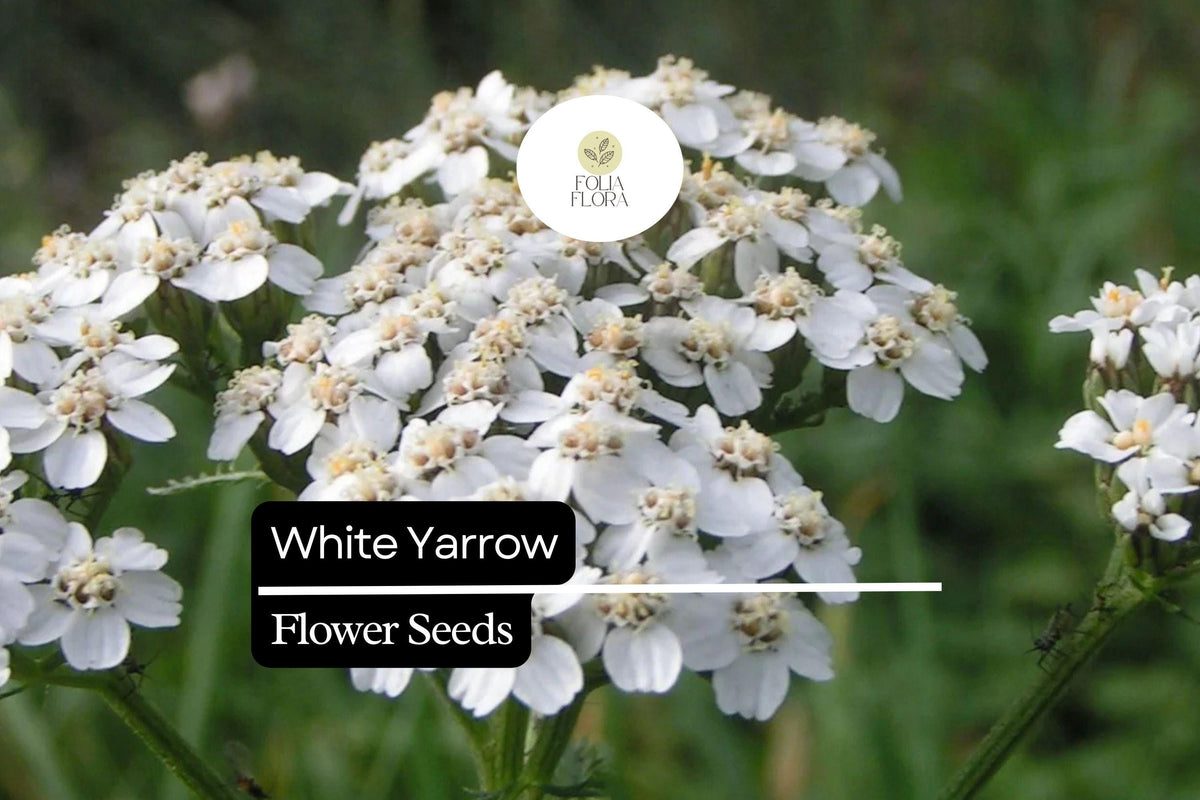 1000 Seeds White Yarrow â€“ Achillea millefolium, Perennial Pollinator-Friendly Herb
