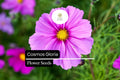 200 Cosmos Gloria Seeds â€“ Bright Pink, Pollinator-Friendly Blooms