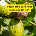 2 Live Bare-Root Seedlings Hardy Pecan Trees (Carya illinoinensis) 12"-18"