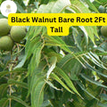 Black Walnut Tree Saplings 2ft Juglans nigra Nut-Producing Bare Root Plants for Landscaping and Nut Harvest