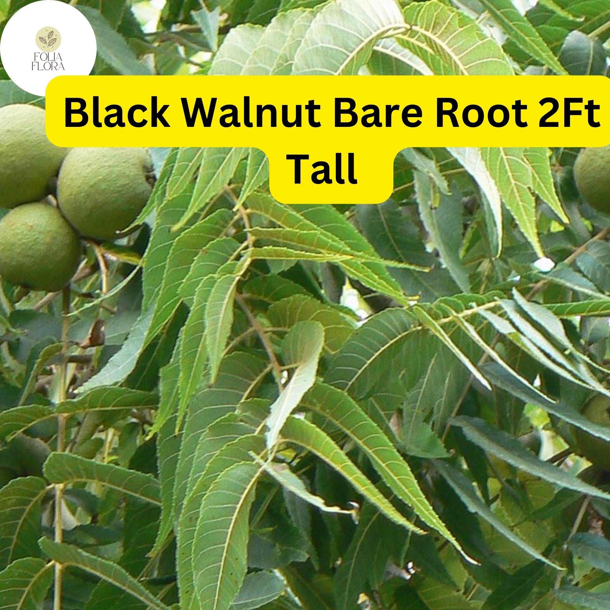 Black Walnut Tree Saplings 2ft Juglans nigra Nut-Producing Bare Root Plants for Landscaping and Nut Harvest