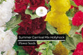 Summer Carnival Hollyhock Seeds â€“ Vibrant Double Blooms, Cottage Garden