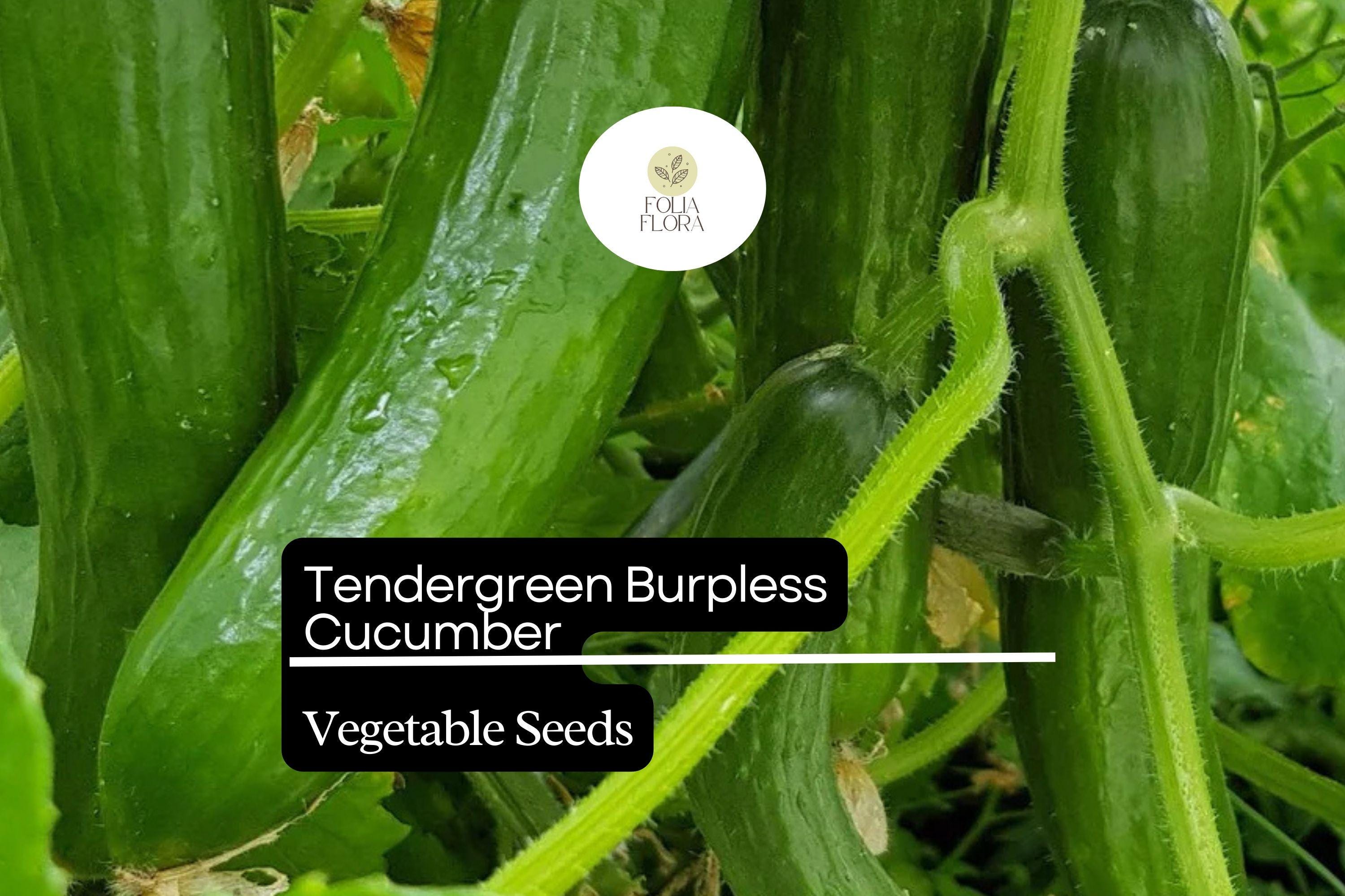 Tendergreen Cucumber Seeds â€“ Burpless, Non-Bitter, Garden Favorite (50 Seeds)