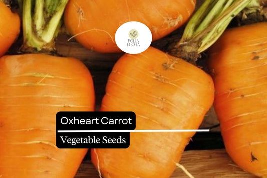 Oxheart Carrot Seeds â€“ Heirloom Variety for Heavy Soils