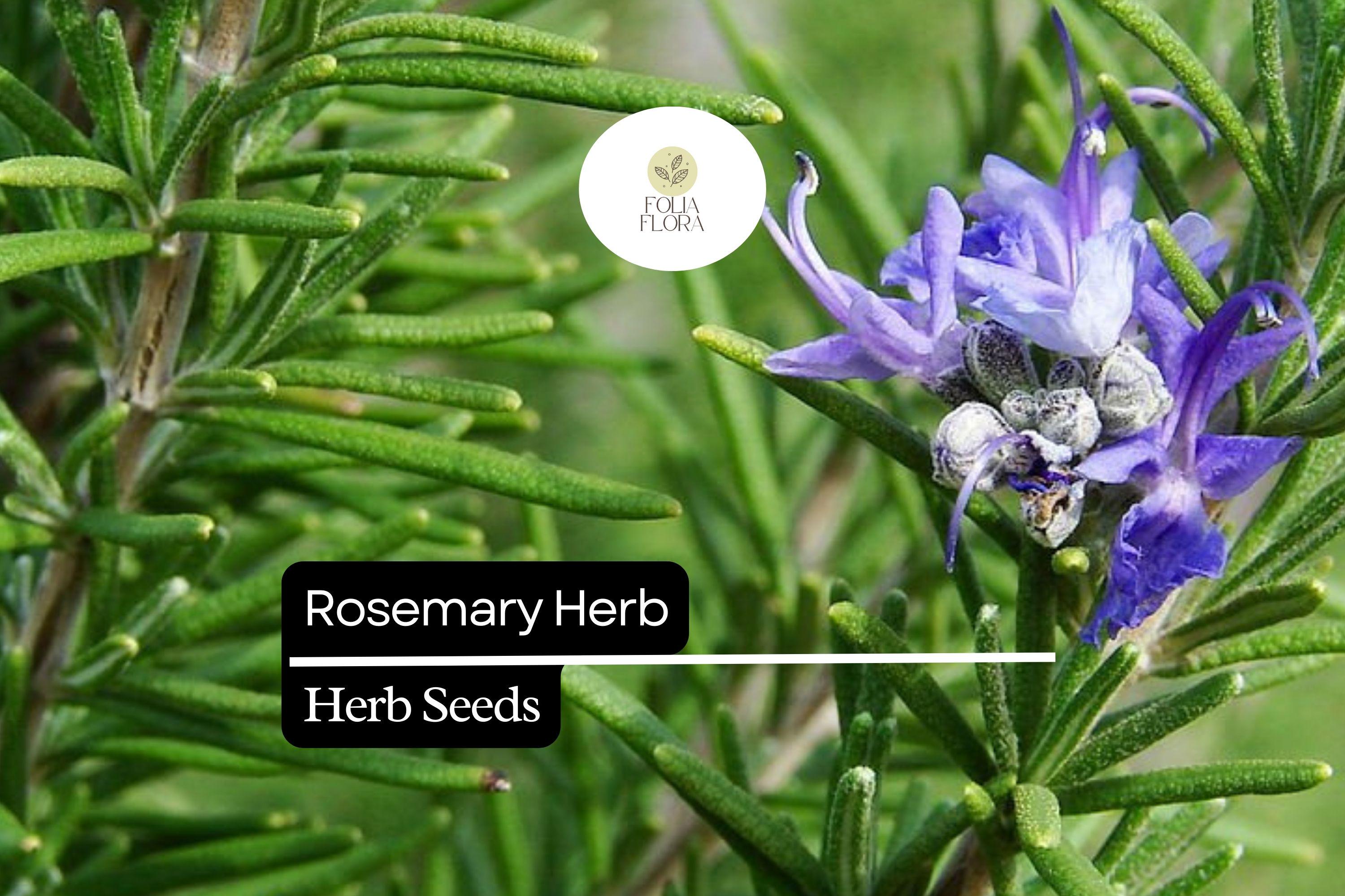25 Seeds Rosemary Herb Seeds, Salvia rosmarinus, Aromatic Culinary & Ornamental Plant, Drought-Tolerant Evergreen Perennial