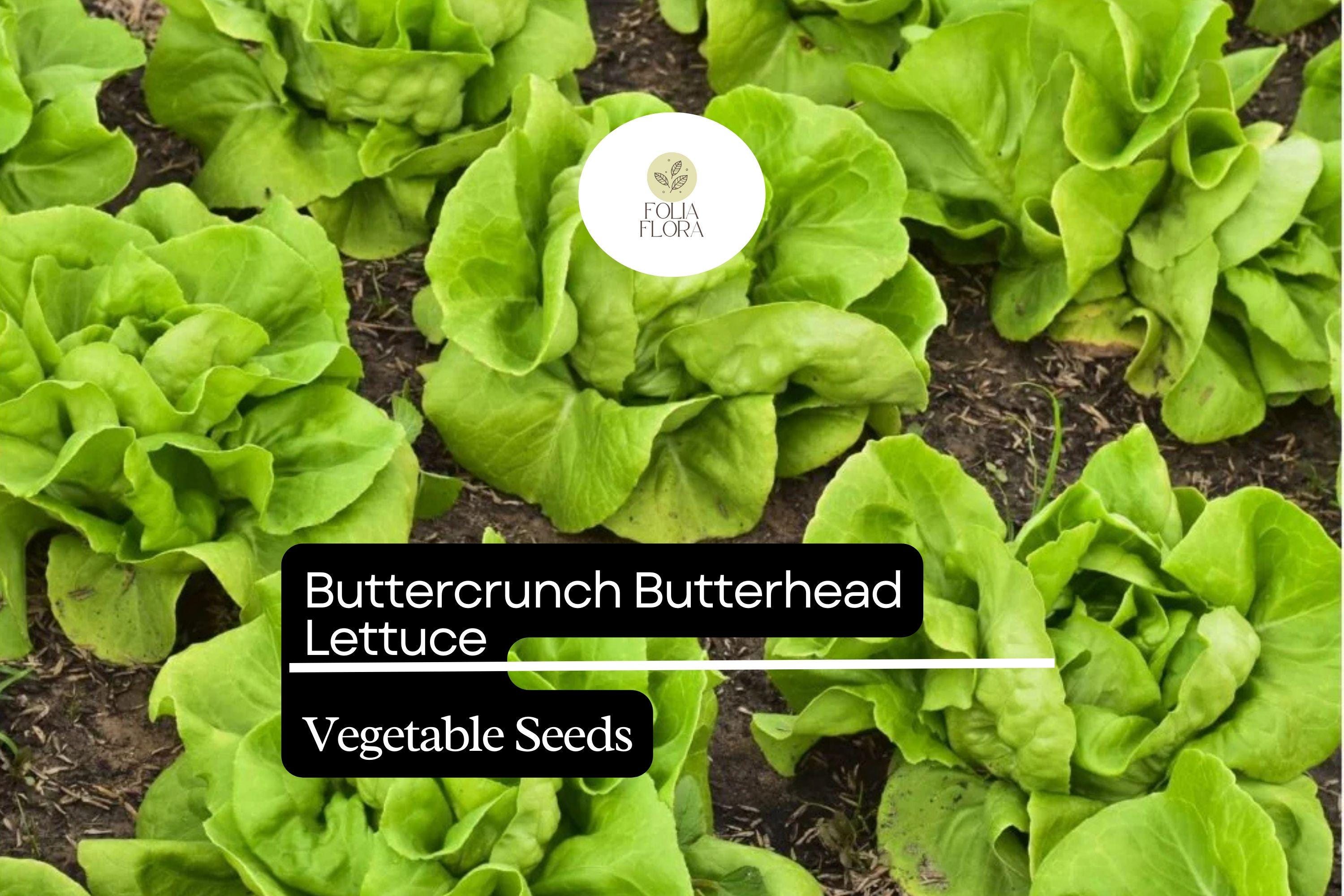 500 Seeds Buttercrunch Lettuce, Lactuca Sativa, Sweet and Tender Garden Favorite