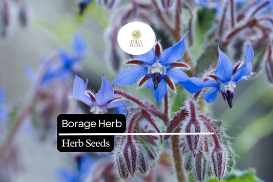 100 Seeds Borage Herb Pack – Edible Blue Flowers & Cucumber-Flavored Leaves – Borago officinalis for Pollinator Gardens & Culinary Use