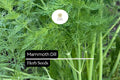 500 Seeds Mammoth Dill (Anethum graveolens) â€“ Aromatic Herb for Culinary Use and Pollinator Gardens