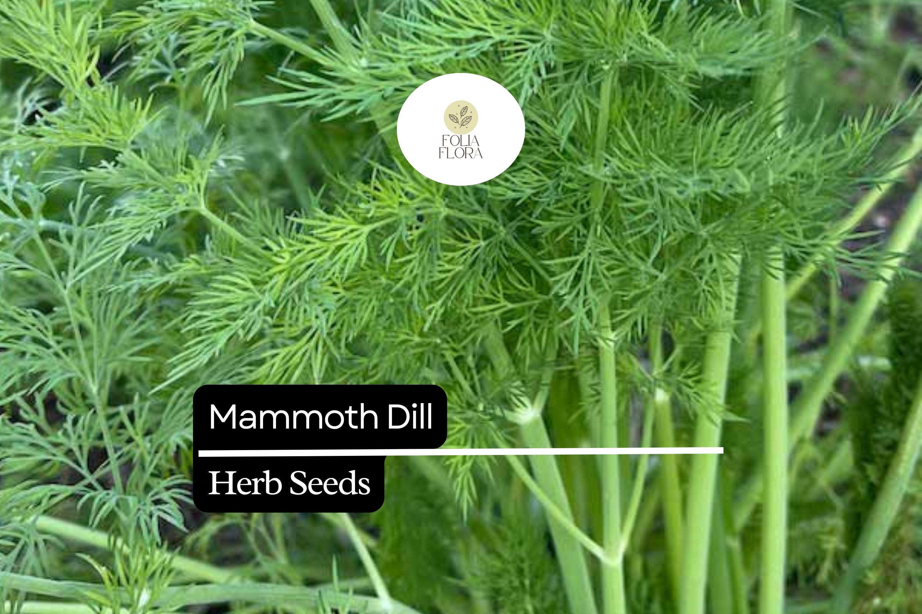 500 Seeds Mammoth Dill (Anethum graveolens) â€“ Aromatic Herb for Culinary Use and Pollinator Gardens